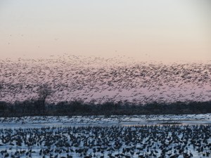 Sandhill Crane migration, 2012, evening on the Platte River, Nebraska