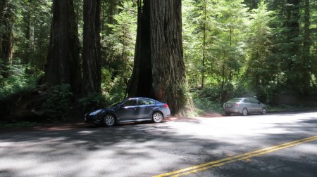 Car next to a redwood tree, Redwood NP, California.