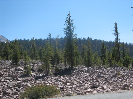 Devastated Area--trees alone in a rock field