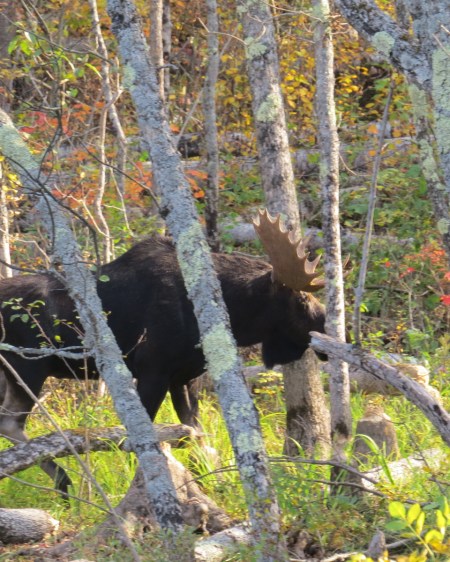 Moose, Basswood Lake, September 2014