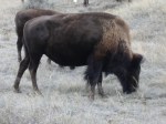 BISON IN THEODORE ROOSEVELT NP