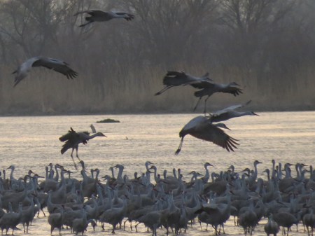 Cranes Landing at sunset, 2012