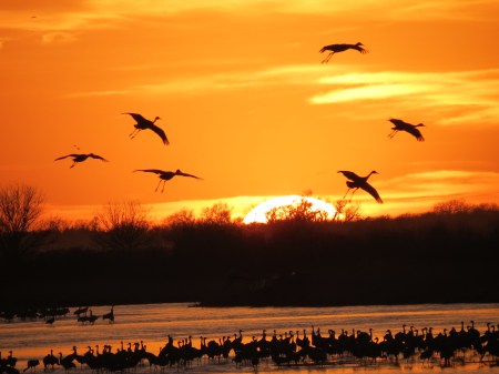 Cranes Landing in Platte, sunset, 2012