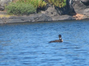 Common Loon