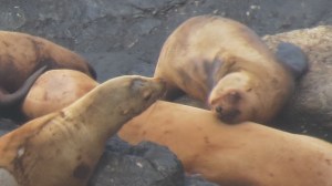 Group of Sea Lions