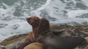 Sea Lion viewed from 150 meters.