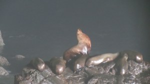 Sea Lion bull in cave