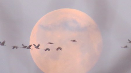 CRANES OVER FULL MOON, ROWE, 2013