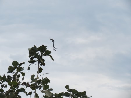 Mousebird, Kibale National Park.