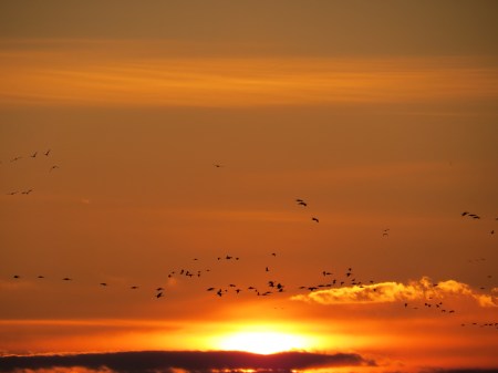 Cranes over the setting sun.