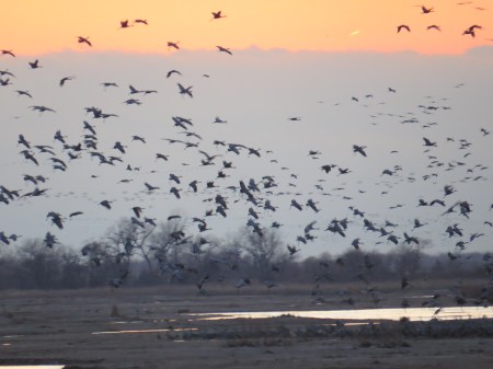 Evening cranes