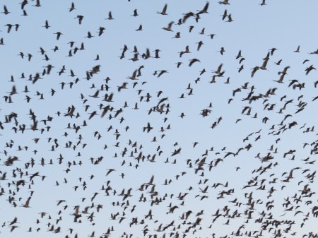 Morning crane "blowoff" from the Platte River.