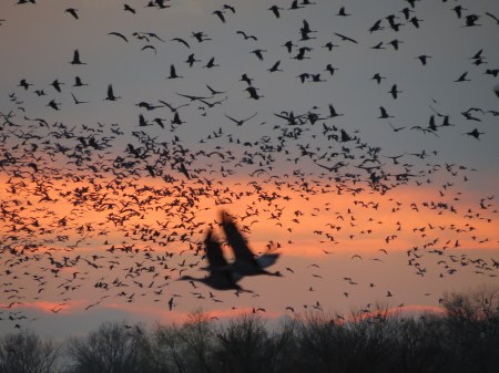 NEBRASKA SUNSET AND CRANES.  ROWE SANCTUARY.