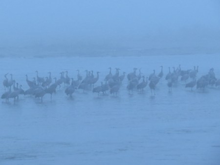 Fog cranes.