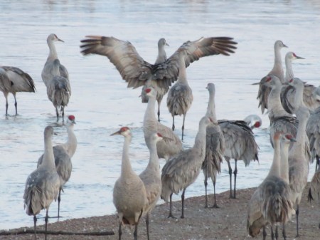 DANCING CRANE. THEY DO THIS TO RELEASE HORMONES.  CRANES HAVE THE SAME NEUROTRANSMITTERS WE HAVE.  LEARNING HAS BEEN PROVEN.  
