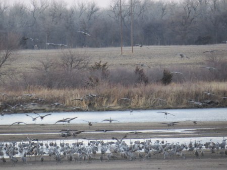 CRANES LANDING, FROM TOWER BLIND, 2014