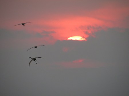 Birds and setting sun.