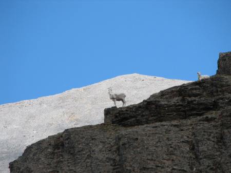 Dall Sheep above the headwaters of the Aichilik River.  This was one of the most beautiful areas to hike that I have ever been.