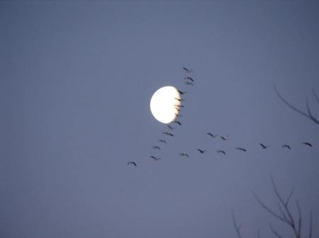 Crane Moon