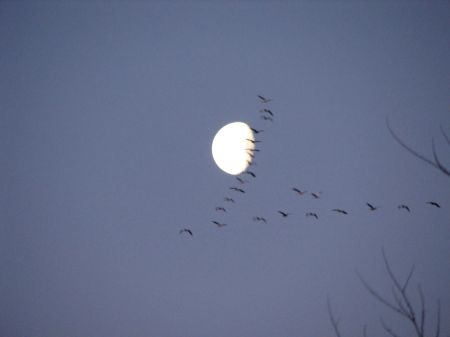 ONE OF MY TRIPS ALONE IN THE BLINDS, FEBRUARY 2010.  "CRANE MOON"