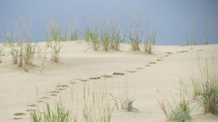 My footprints in the sand dunes at Kobuk Valley NP. It was one of those things that really is too expensive for the time spent, unless one factors in how much it meant to me, which was priceless.  What a lovely, quiet place.