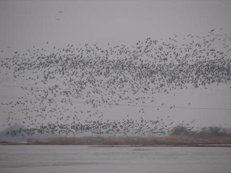 PART OF 20,000 CRANES SEEN OVERHEAD.  ROWE SANCTUARY, 2011
