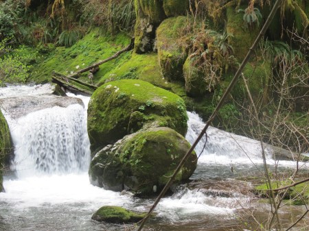 Sweet Creek Falls trail