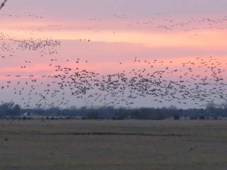 Cranes leaving the field behind us, North Blind