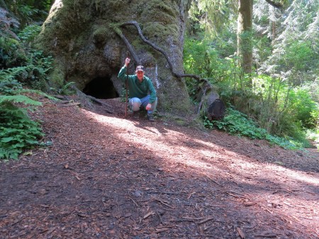 By "Big Tree," 550 years old.  The cave underneath once had a log from a fallen tree, that helped this tree grow.  It was called a "nurse log."