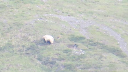 Bear, from 800 meters. He was the only one we would see.