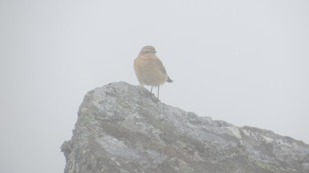 Wheatear