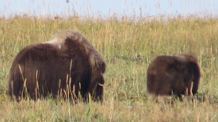 Pair of musk oxen