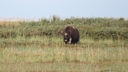 Head on from 400 meters.