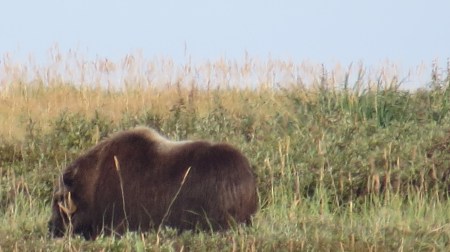 Much larger than I had anticipated.