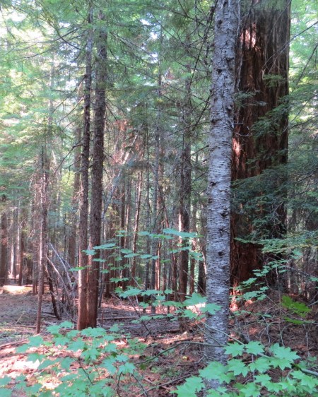 View from the log.  SILENT