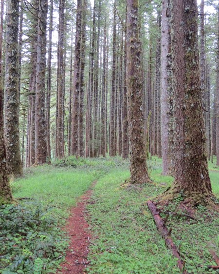 Cummins Creek Wilderness in June 2014