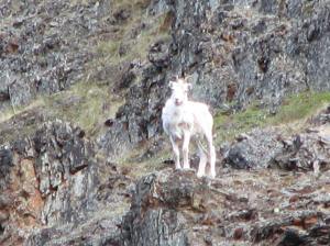Dall Sheep, upper Aichilik River, 2009.