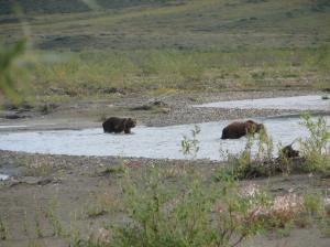 Sow with one cub crossing a side stream on the Noatak. River.