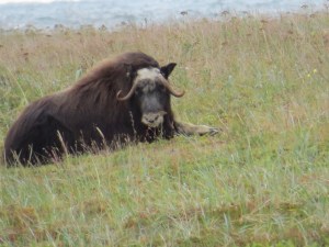 Musk Ox
