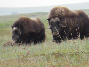 Musk Oxen, Cape Kreusenstern, Alaska. July 2015.