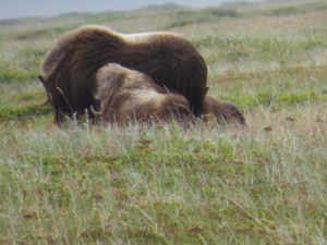 Young one with mother