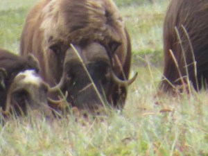 Sometimes, out of focus shots capture things that make the picture.  The eyes were remarkable.