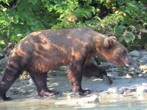 Brown bear, Lake Clark NP, Alaska