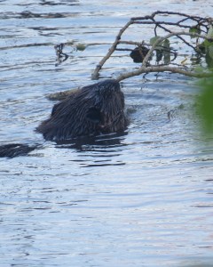Beaver swimming back to lodge, BWCA, 2014. Basswood Lake