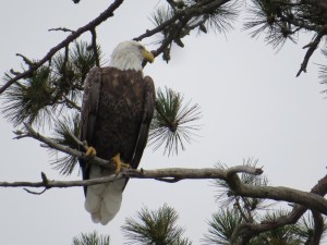 Eagle near the Canadian Border, BWCA