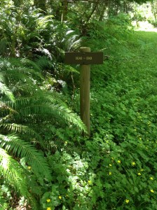 Cummins Creek Trail, Oregon Coast