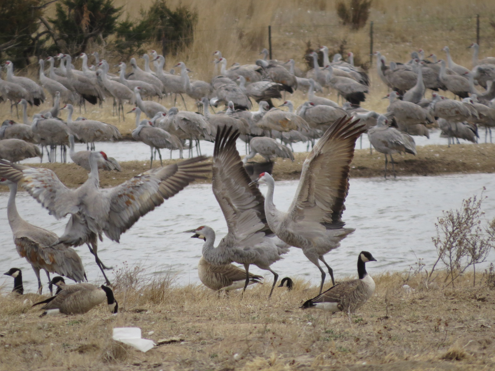CRANE BEHAVIOR–HUMAN BEHAVIOR | Boreal B[l]og