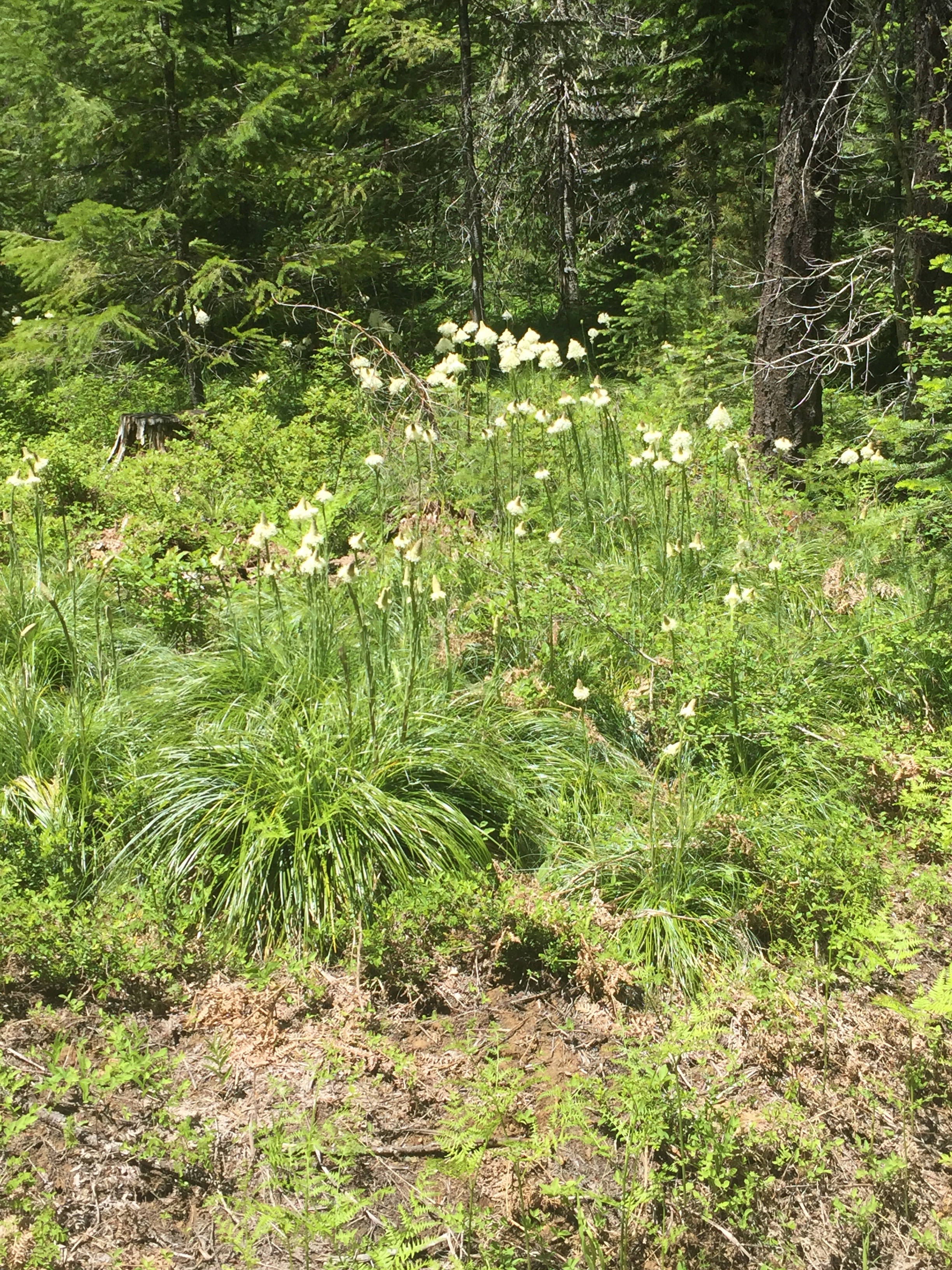 This image has an empty alt attribute; its file name is img_1782.jpeg