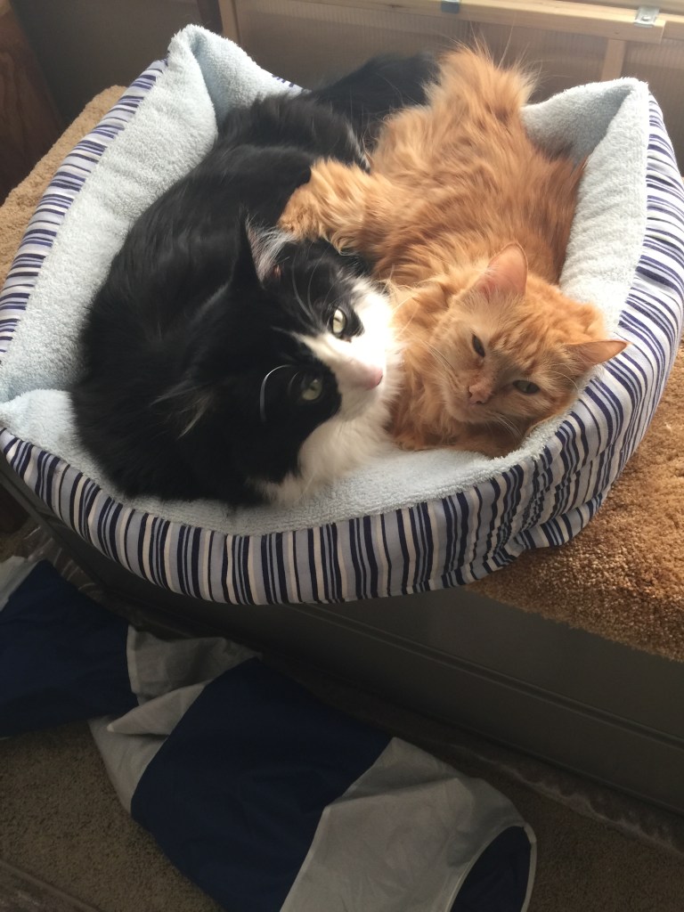 This image has an empty alt attribute; its file name is img_1568.jpeg